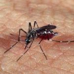 dengue-300x164